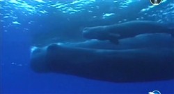Секс в морских глубинах / Sex in Deep (2010 / SATRip)