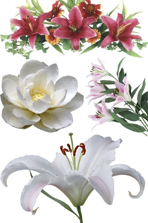 Лилии - цветочный фотосток