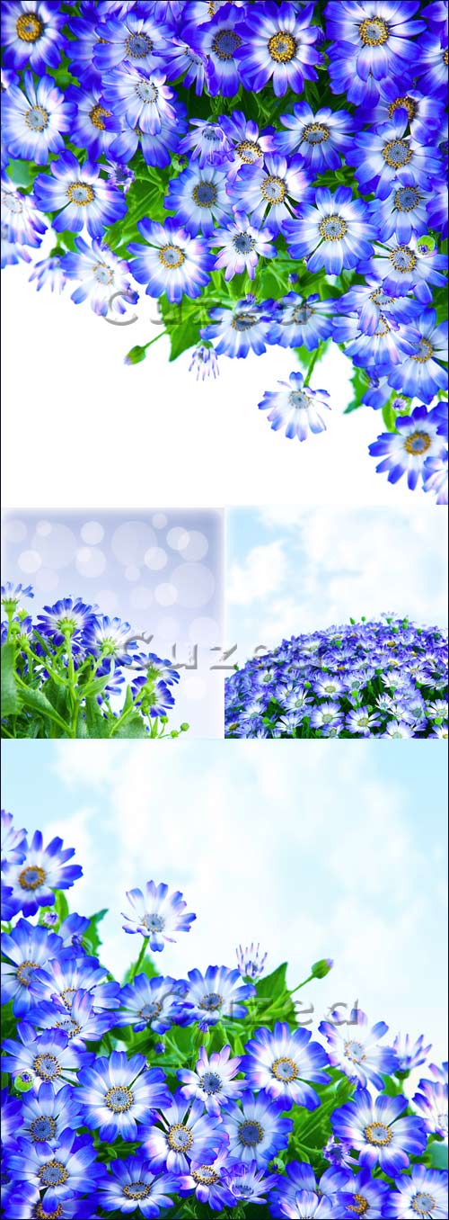    / Bunch of blue flowers - Stock photo