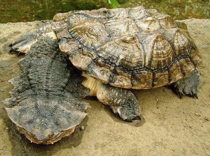 А на Украине завелась хищная черепаха-мутант