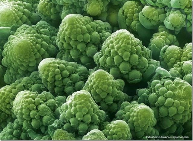 Как выглядят наши любимые продукты под микроскопом