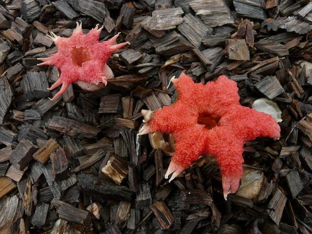 Самые красивые и необычные грибы в мире