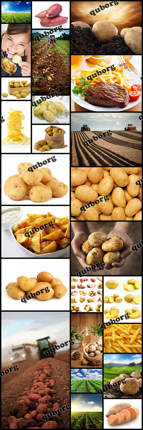 Stock Photos - Potatoes