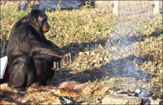 Первый в мире Шимпанзе, который умеет готовить еду на костре