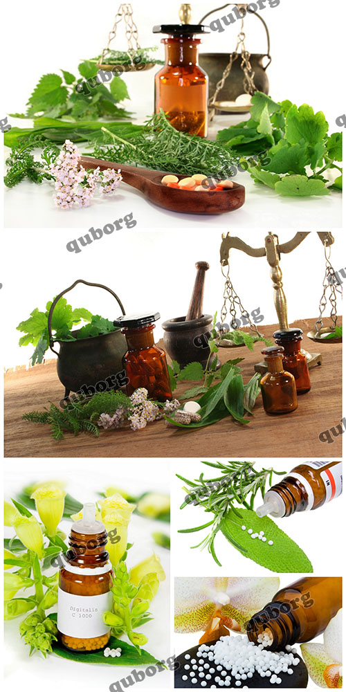 Stock Photos - Fresh Medicinal Herbs