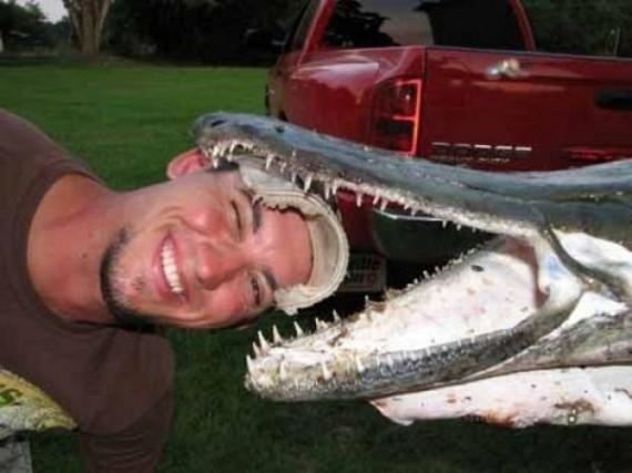 Невероятное - рыба Аллигатор