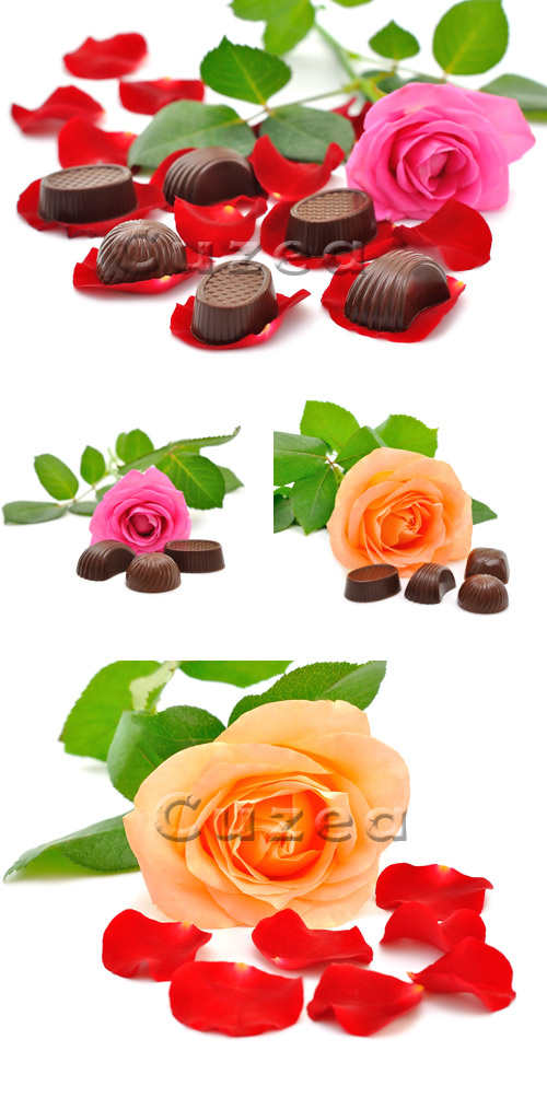    / Rose and chocolate - stock photo