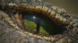 Крокодильи разборки / National Geographic: Croc Ganglands (2010) HDTVRip