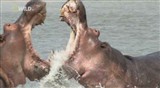 Крокодильи разборки / National Geographic: Croc Ganglands (2010) HDTVRip
