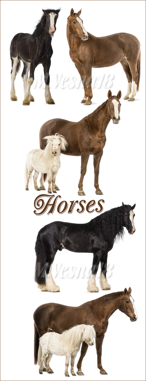    -   / Horses and ponies - stock photo