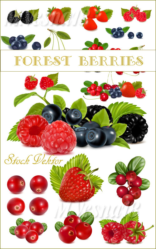     ,    / Forest berries on a white background in the vector stock