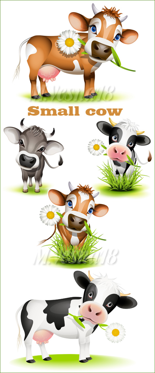         / Small cow on a white background - in the vector