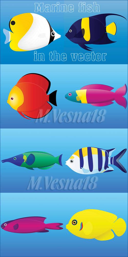     / Marine fish in the vector