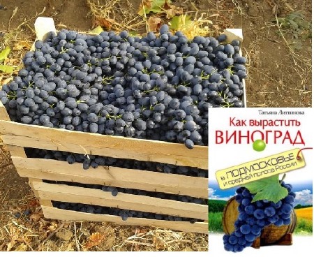 Татьяна Литвинова - Как вырастить виноград в Подмосковье и средней полосе России (2012)