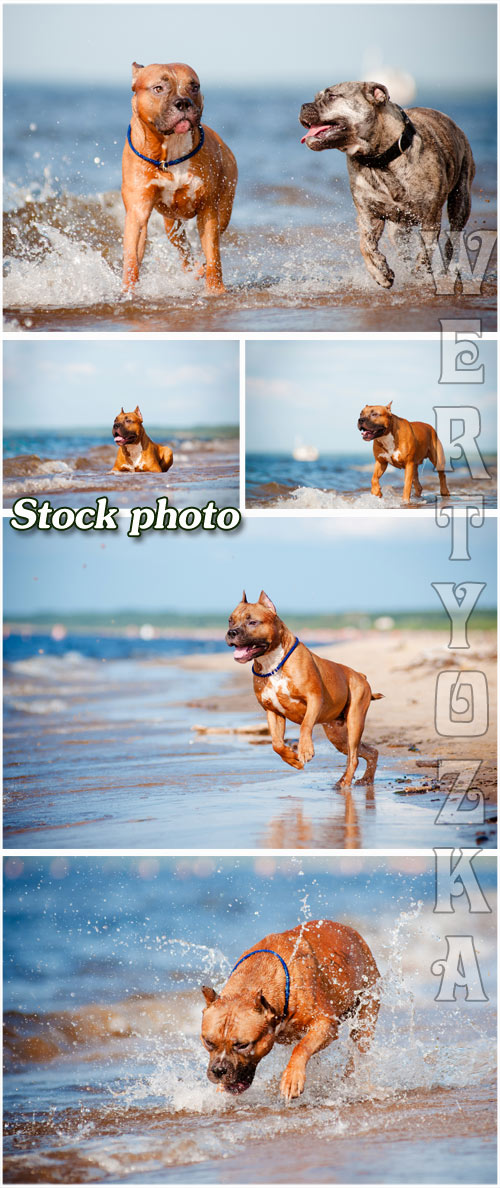       / Walking the dog on the beach - raster clipart
