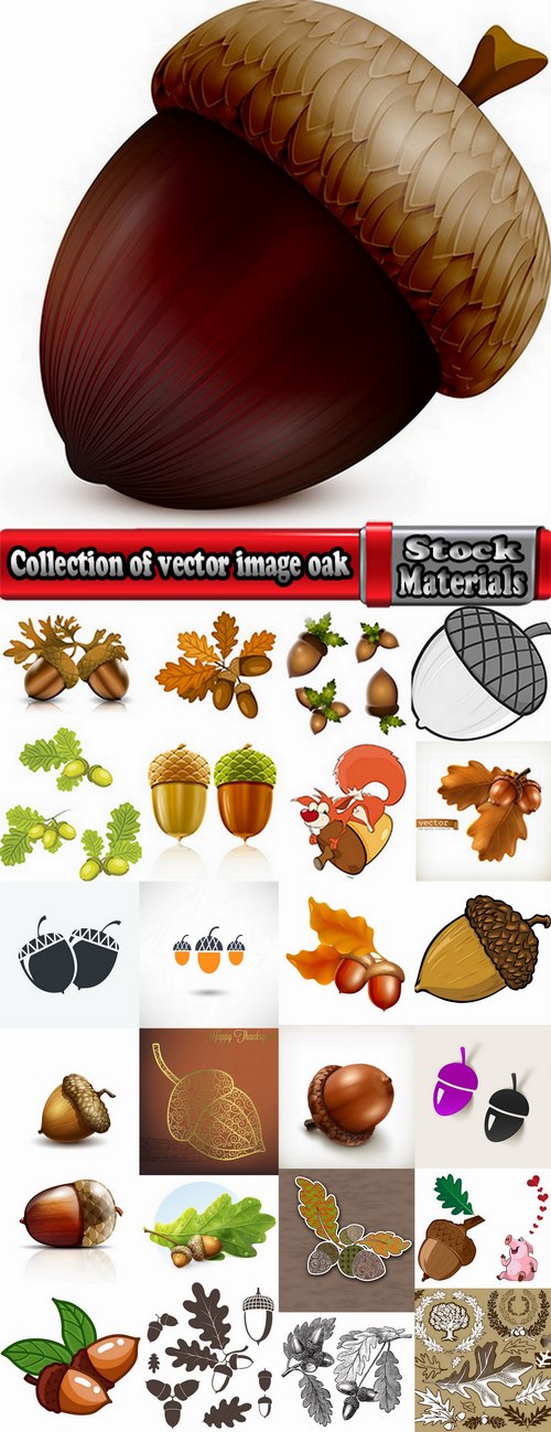 Collection of vector image oak acorn nut leaf 25 Eps