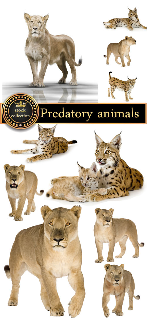 Predatory animals, lion, lynx - stock photos