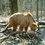 Необычного медведя-блондина нашли в российском заповеднике