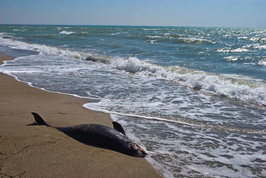 В Крыму и Севастополе массово погибают дельфины [фото, видео]