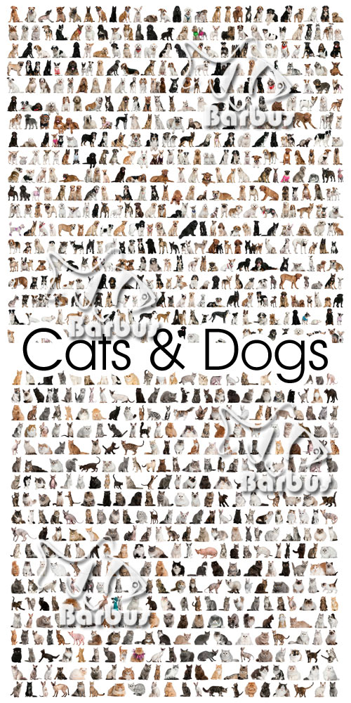 Large group of сats and dogs / Большая группа котов и собак