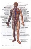  Е. В. Егоров. Клиническая анатомия человека 
